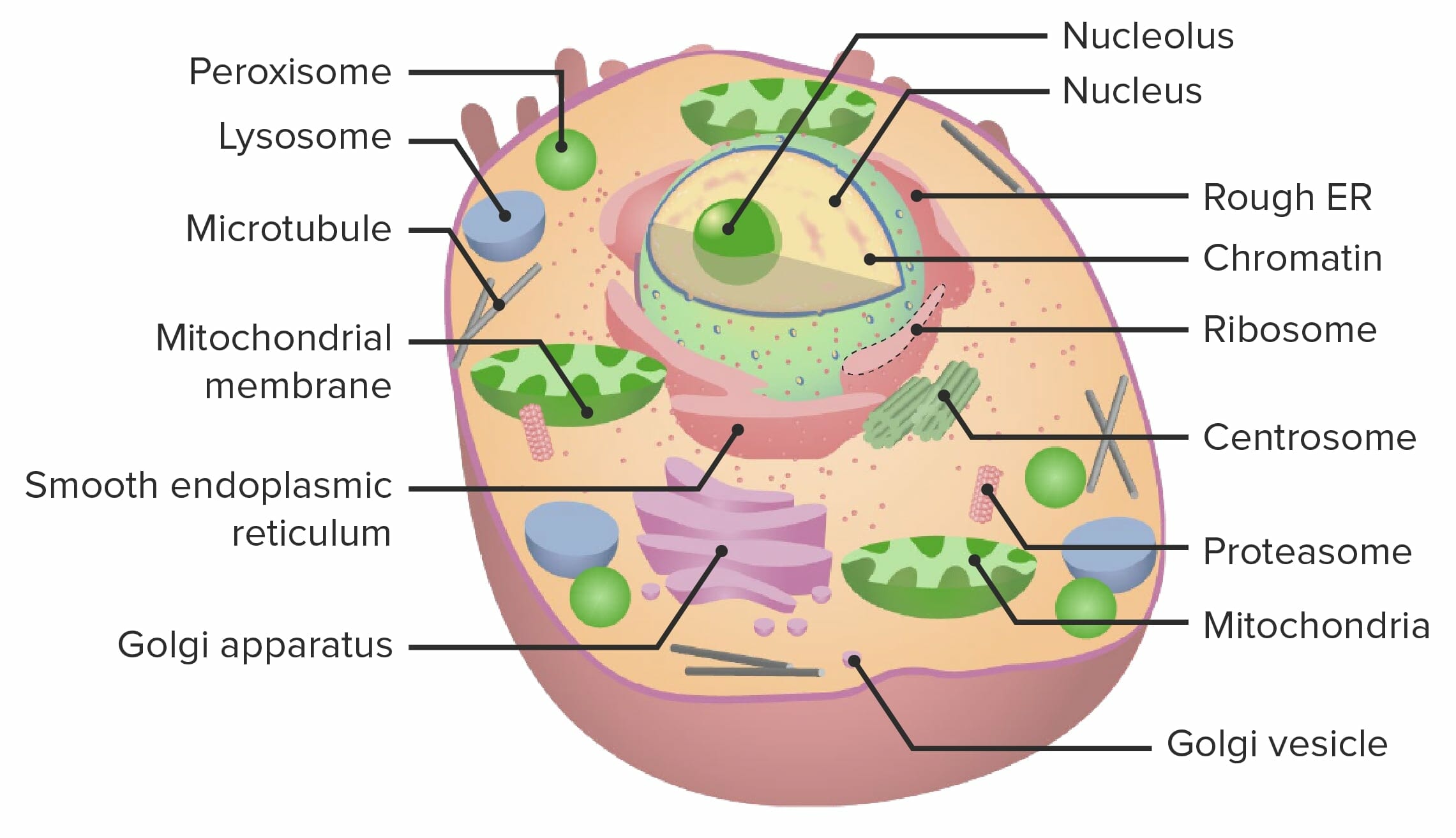 Cells